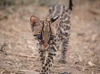 chat Safari